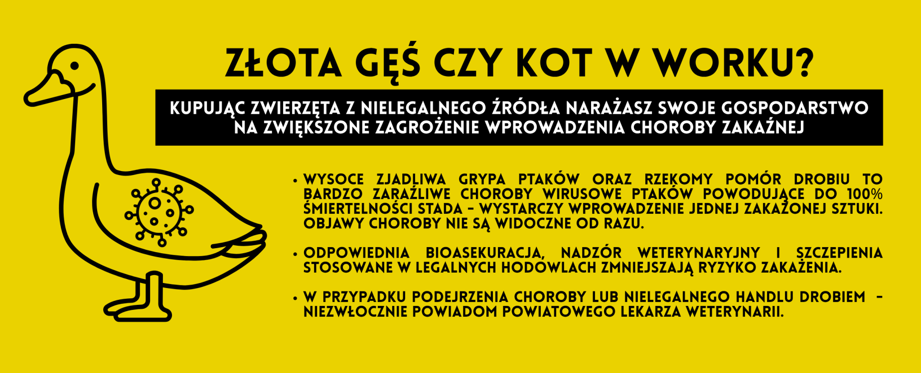 Uwaga hodowcy drobiu – nie kupuj ptaków z nielegalnych źródeł