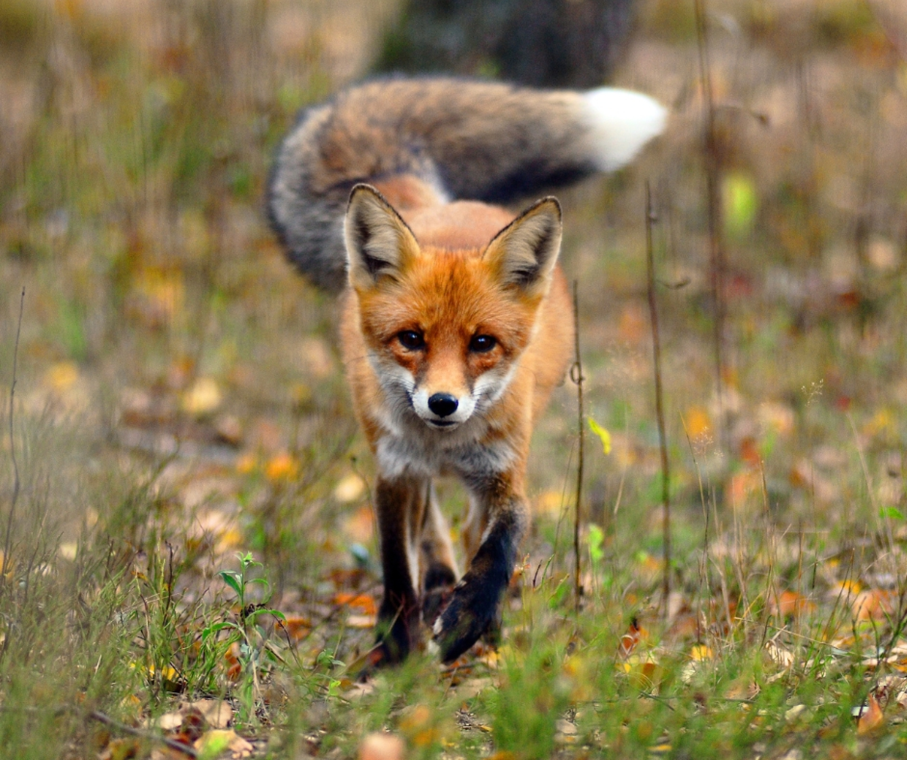 Jesienna akcja szczepienia lisów przeciwko wściekliźnie w Małopolsce