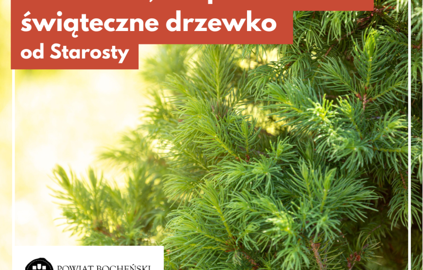 Naturalne, nie plastikowe – świąteczne drzewko od Starosty