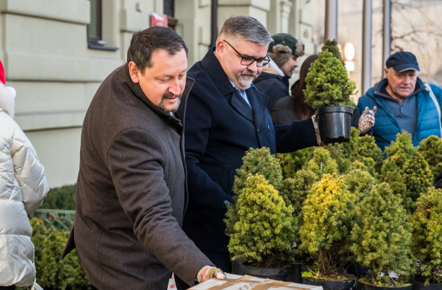 Ponad 500 naturalnych choinek za makulaturę – ekologiczna akcja starostwa