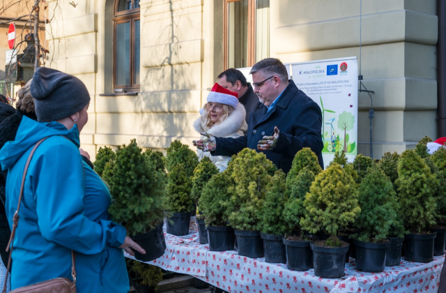 Ponad 500 naturalnych choinek za makulaturę – ekologiczna akcja starostwa