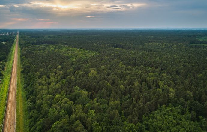 Puszcza Niepołomicka