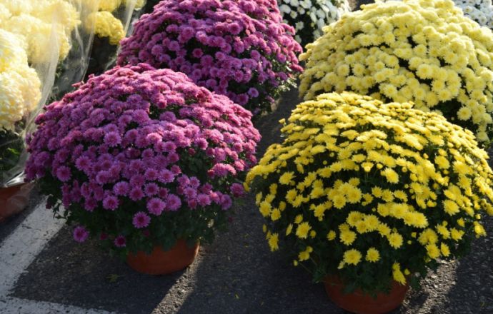 W związku z zamknięciem cmentarzy producenci i sprzedawcy chryzantem doniczkowych będą mogli  otrzymać pomoc  finansową