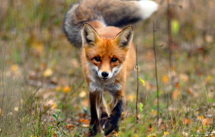 Jesienna akcja szczepienia lisów przeciwko wściekliźnie w Małopolsce