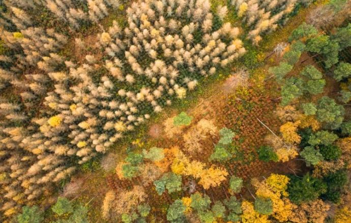 Monitoringu gatunków i siedlisk przyrodniczych