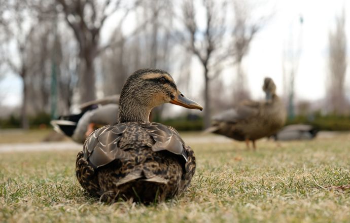 Znalazłeś martwe ptactwo – zgłoś weterynarzowi powiatowemu!