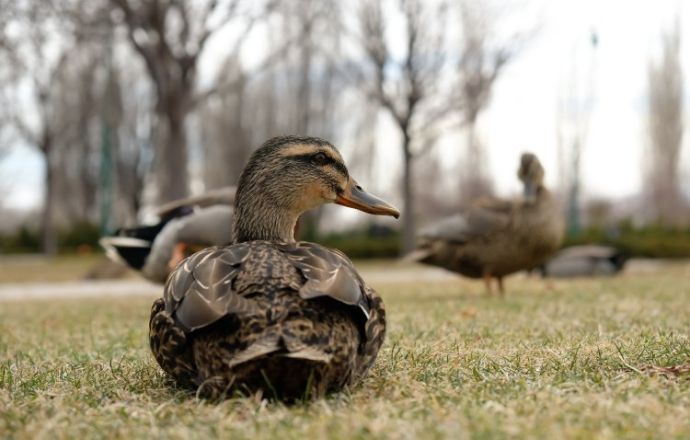Zagrożenie występowania grypy ptaków