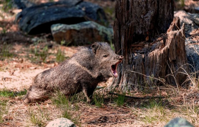 Odstrzał dzików na Bocheńszczyźnie