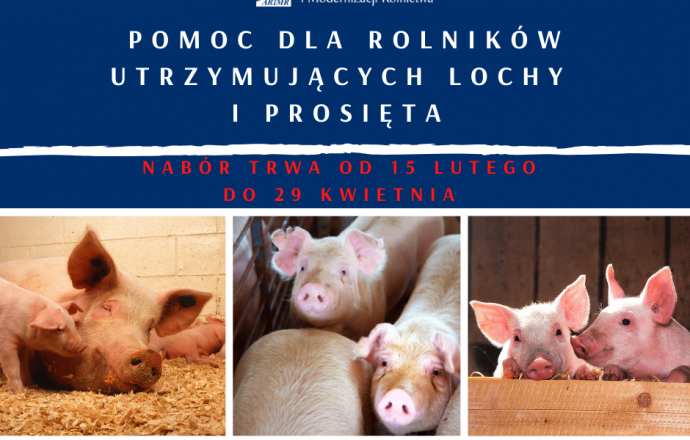 Pomoc dla utrzymujących lochy i prosięta