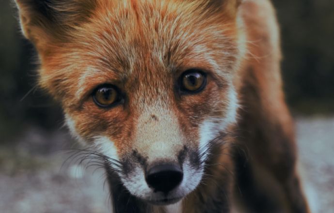 Od poniedziałku szczepienie lisów