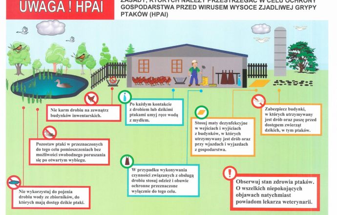 Ptasia grypa – nie ma zagrożenia dla ludzi, ale obowiązuje profilaktyka